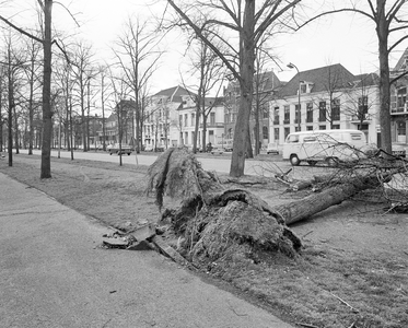 855366 Afbeelding van een omgewaaide boom op de Maliebaan te Utrecht, na een hevige storm.